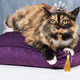 Illustration for article titled A Guide to Determining If Your Pet Is a Spoiled Rotten Asshole